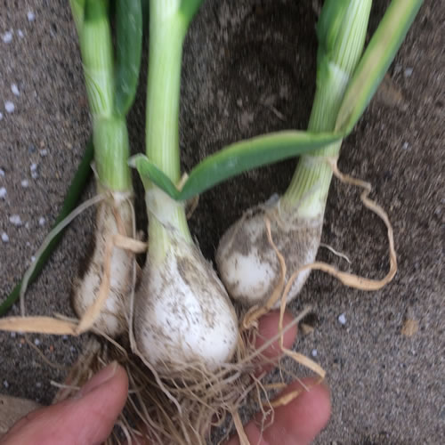 オニオンヌーボー