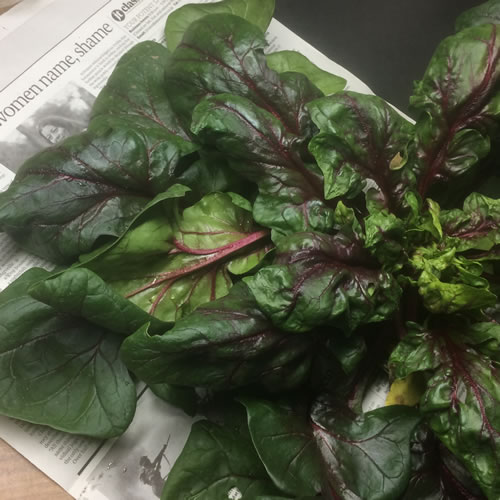 赤じくほうれんそう