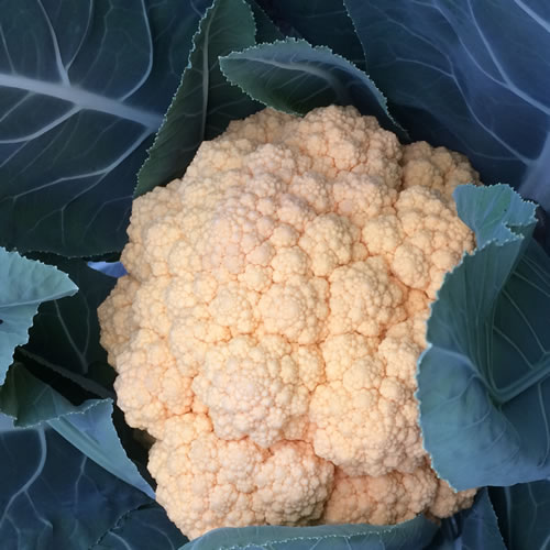 オレンジカリフラワー