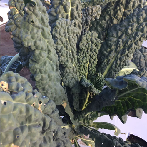 ゴッジーラ（ゴジラの背中）