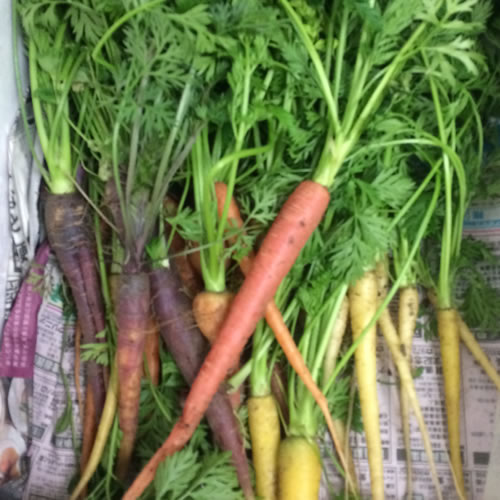 カラフルキャロット