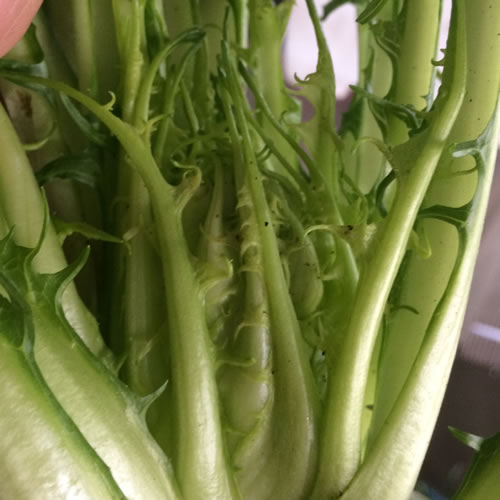 アスパラガス　プンタレッラ