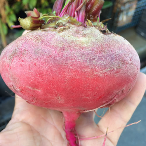 ビーツキォッジャ