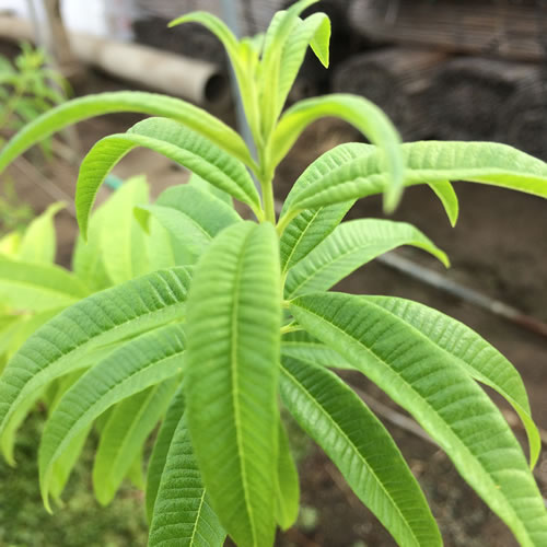 レモンバーベナ（別名　ベルベーヌ）