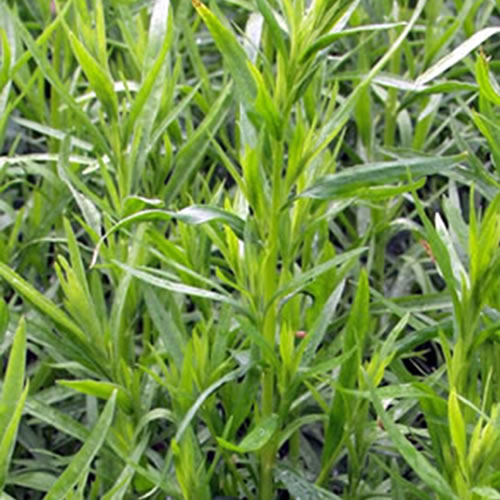 フレンチタラゴン