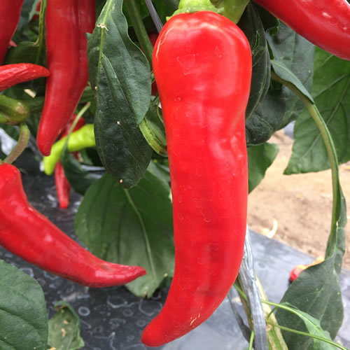 甘長とうがらし