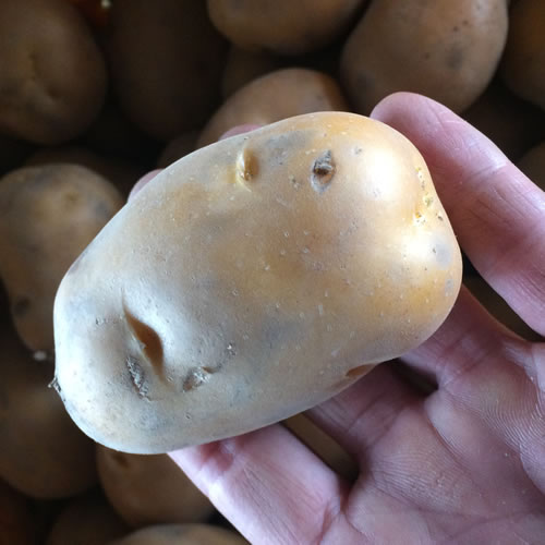 いんかのめざめ