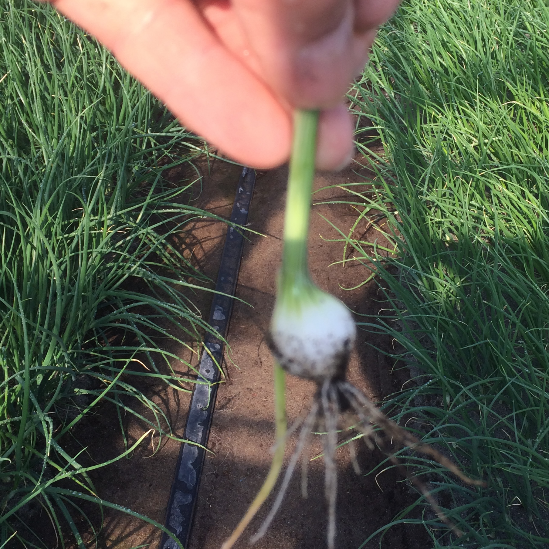 オニオンブランシュ