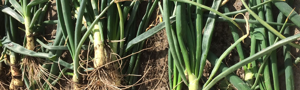 春夏収穫のお野菜