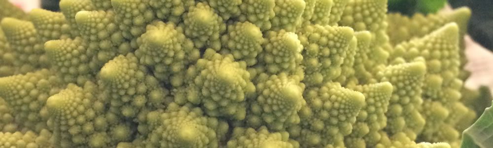 秋冬収穫のお野菜